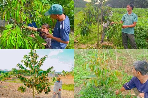 NỘI DUNG HƯỚNG DẪN CÁC BIỆN PHÁP KỸ THUẬT CẢI TẠO VƯỜN TẠP TRÊN ĐỊA BÀN TỈNH KON TUM & HƯỚNG DẪN CẢI TẠO VƯỜN TẠP GẮN CHĂN NUÔI VÀ NUÔI TRỒNG THỦY SẢN